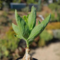 Cyphostemma juttae Cactus Plant | Live Succulent | Drought-Tolerant Desert Houseplant | Unique Fast-Growing Succulent