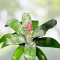 Bromeliad Plant Offset Aechmea KA'U Hawaiian Hybrid Indoor Tropical Garden Plant - Fast Shipping