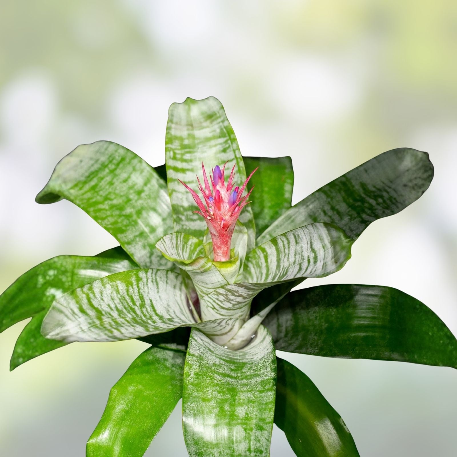 Bromeliad Plant Offset Aechmea KA'U Hawaiian Hybrid Indoor Tropical Garden Plant - Fast Shipping