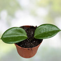 Rooted Hoya quinquenervia Cutting Sunstressed Hoya Houseplant Live Plant Indoor Garden
