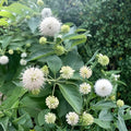 Buttonbush Cuttings 18" Native Plant Cephalanthus occidentalis Wetlands Garden Wildlife Habitat Live Plant