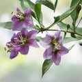 Goji Berry Cuttings - 10 Thin Rooting Shoots of Wolfberry Superfood Bush - Lycium barbarum - Fast Growing Plant