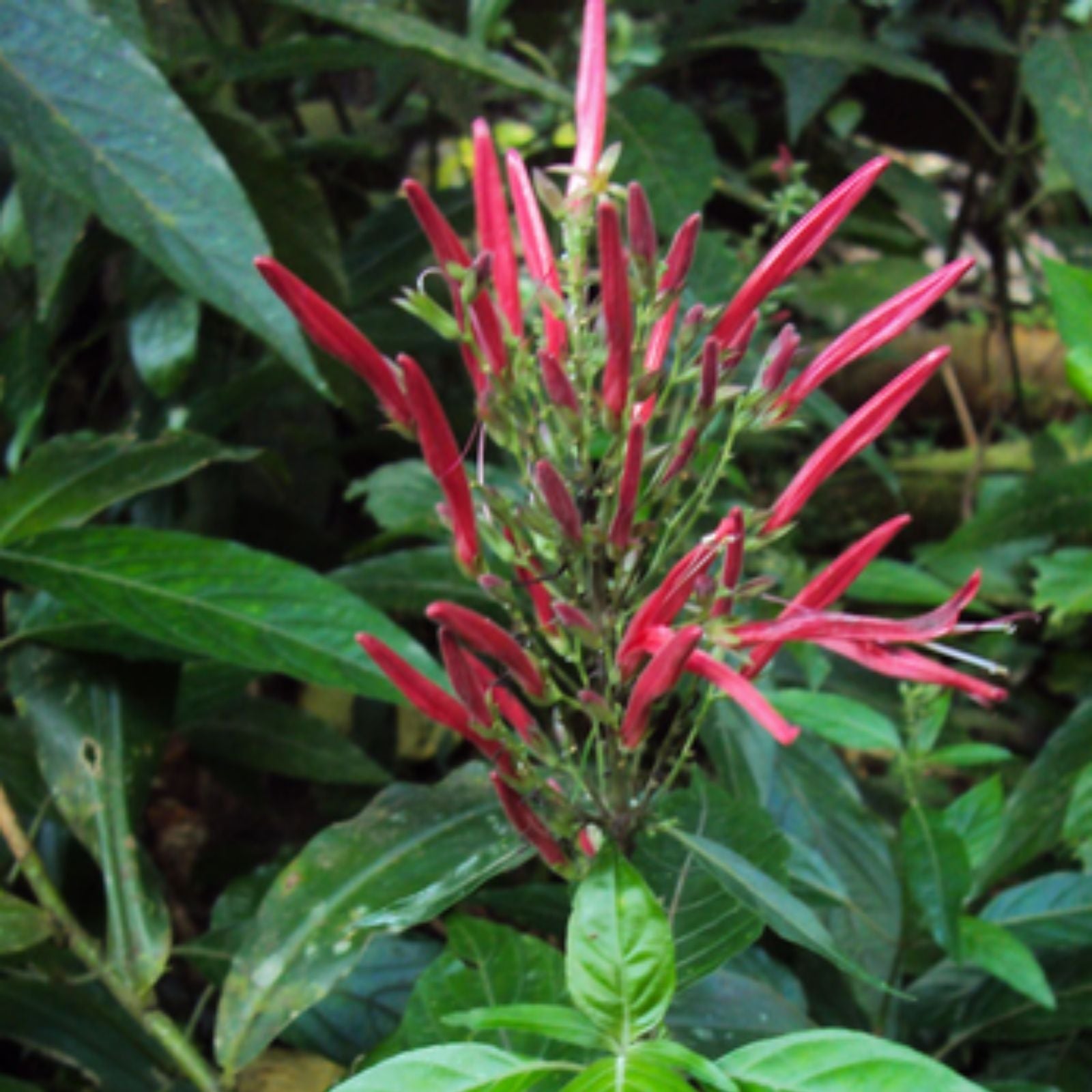 St. John's Bush Justicia secunda Live Plant Rooted Cutting for Gardening Indoor Decor Houseplant