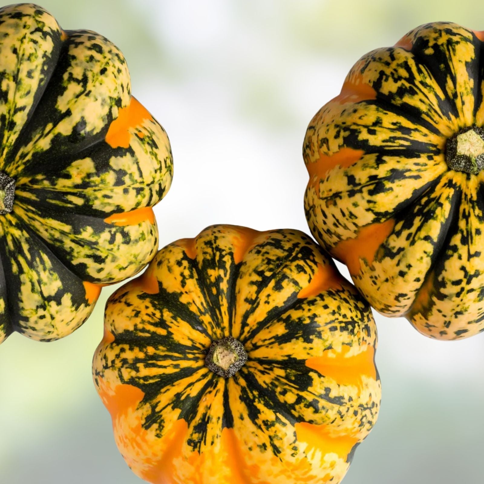 Carnival Squash Seeds 10 Organic Cucurbita pepo Heirloom Non-GMO Vegetable Seeds USA Grown