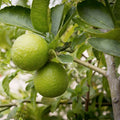 Dwarf Lime Tree Seeds 30+ Citrus aurantiifolia Home Gardening Fresh Seeds Ships from Iowa