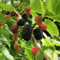 Organic Black Mulberry Cuttings - 12 Non-GMO Morus nigra Planting Material for Easy Growth