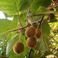 Golden Kiwi Seeds – 50+ Edible Fruit Vine, Actinidia chinensis, Fast Growing, Live Plant, Garden, Orchard, Starter Plant