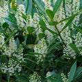 Cherry Laurel Cuttings 6-8" Live Plant for Rooting Shrubs Hedge Privacy Prunus laurocerasus
