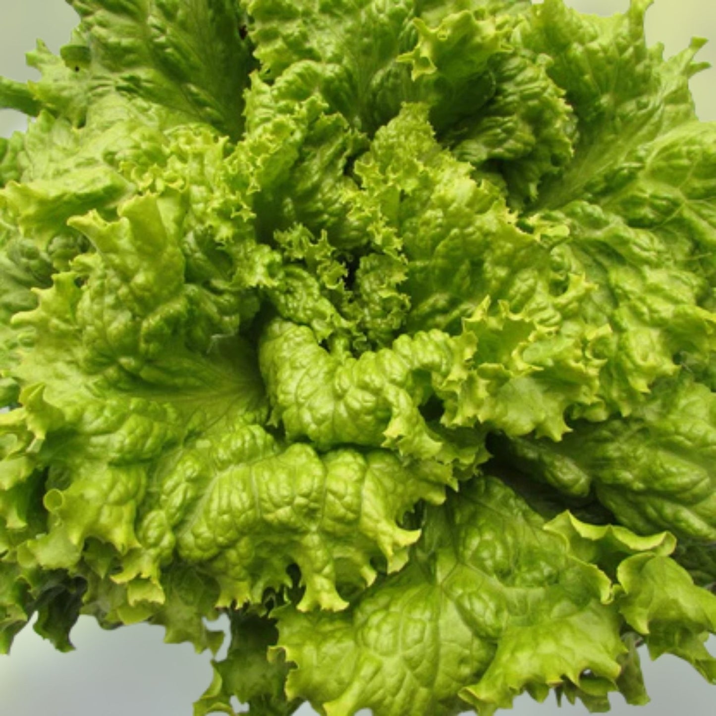 Leaf Lettuce Seeds Simpson BS Heirloom Non-GMO 100 Pack, Organic Salad Greens, Fast-Growing, Easy to Grow, Home Garden, Live Plant, Cutting