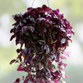 Tradescantia Zebrina Cuttings - Wandering Jew Houseplant, Purple & Green Foliage, Live Plant, Indoor Gardening, Starter Plant
