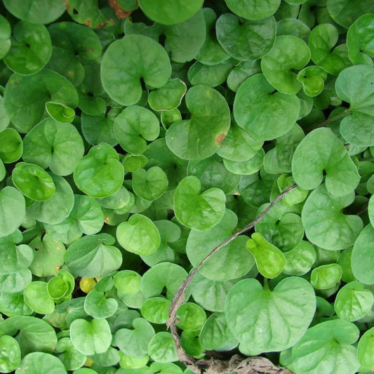 Gotu Kola Seeds 50 Pack - Organic Centella Asiatica Pennywort Herbal Gardening Seeds for Easy Planting
