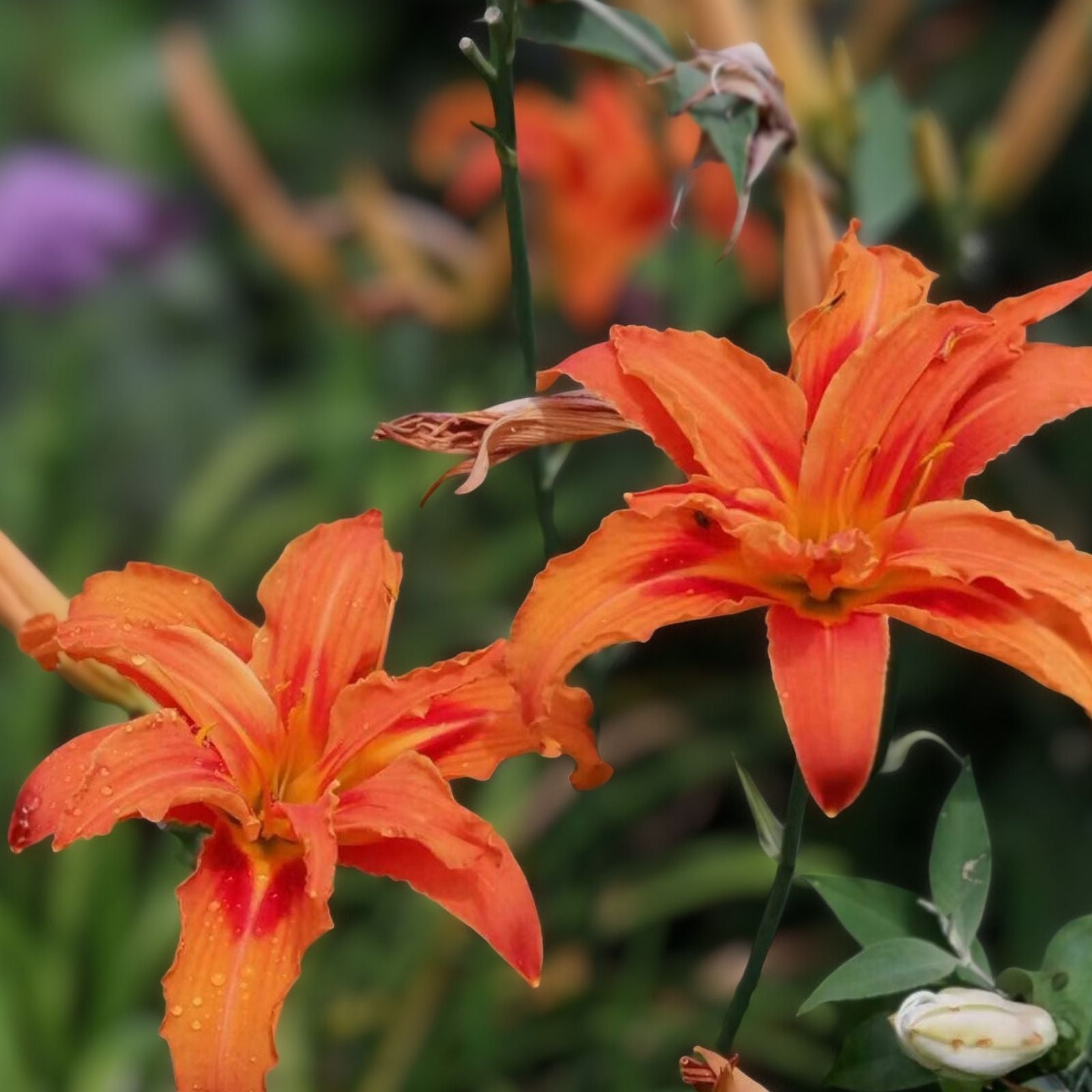 Orange Daylily Plants 5 Roots Hemerocallis fulva Hardy Drought-Tolerant Pollinator-Friendly Live Perennial