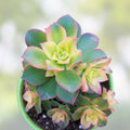 Aeonium Kiwi Variegated Succulent Cutting - 2-3 Inch Live Indoor Plant, Easy Care, Unrooted Succulent for Gardening