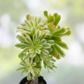 Variegated Aeonium Cutting Sunburst Succulent Plant Aeonium Luteovariegatum Houseplant Starter