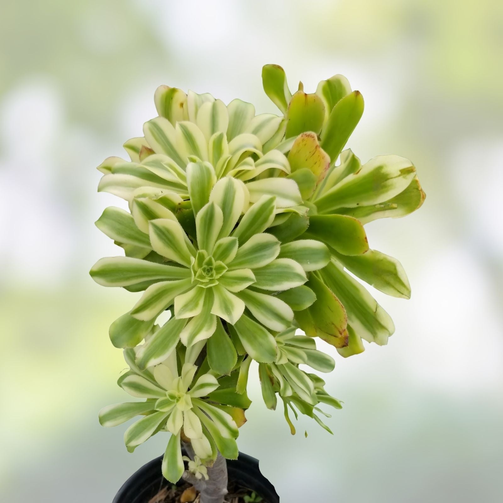 Variegated Aeonium Cutting Sunburst Succulent Plant Aeonium Luteovariegatum Houseplant Starter