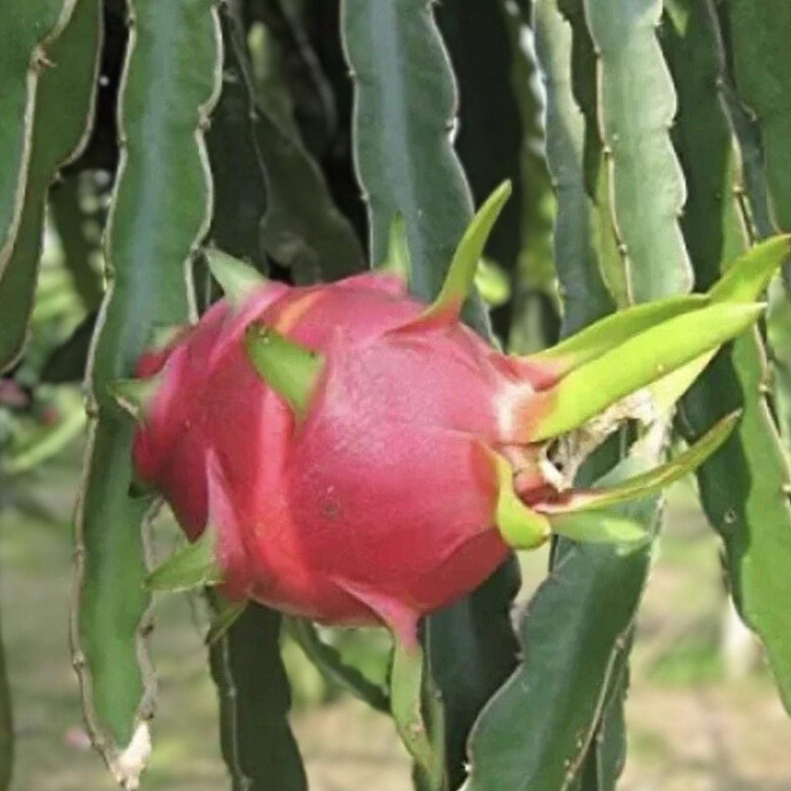 Unrooted 8" White Flesh Dragon Fruit Cutting Hylocereus Pitahaya Live Plant Vine Cactus Succulent