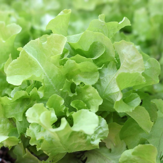 Heirloom Leaf Lettuce Seeds Non-GMO Organic Prizehead Lactuca sativa Home Garden Starter Plant 1000 Seeds