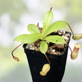 Rooted Pitcher Plant Cutting Nepenthes ventricosa x sibuyanensis Tropical Carnivorous Houseplant