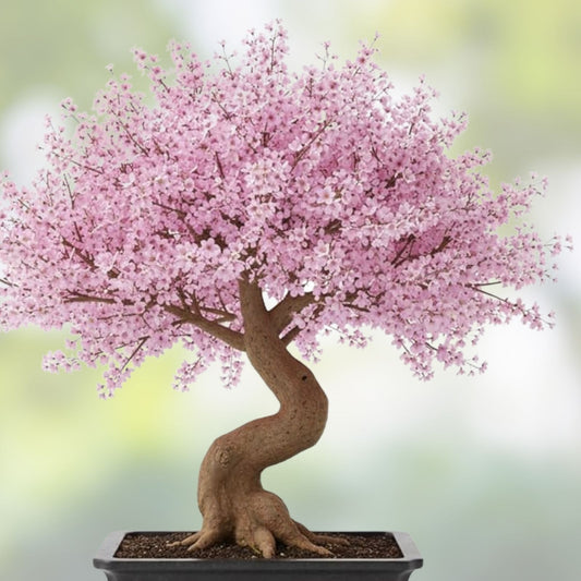 Japanese Cherry Blossom Bonsai Seeds - 10 Prunus serrulata Exotic Seeds for Gardening and Bonsai Cultivation