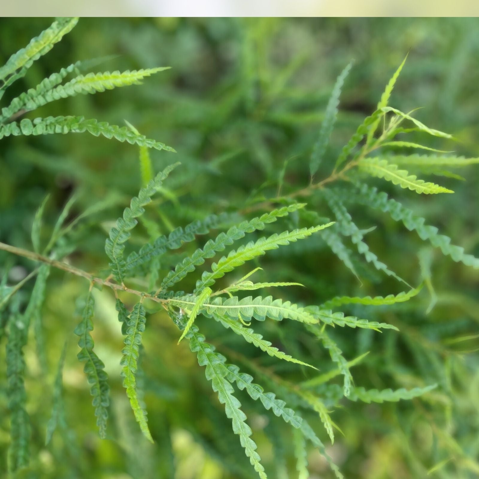 Sweet Fern Bare Root Plant – Fragrant Leaves, Live Shrub, Native Plant, Zones 2-6, Comptonia peregrina