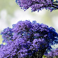 Blue Jacaranda Tree Plant 6-8 Inches Jacaranda mimosifolia Live Indoor Outdoor Tree