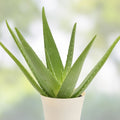 Aloe Vera Live Plant - 2in Succulent - Aloe Barbadensis - Easy Indoor Plant for Home & Garden