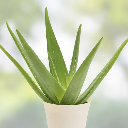 Aloe Vera Live Plant - 2in Succulent - Aloe Barbadensis - Easy Indoor Plant for Home & Garden