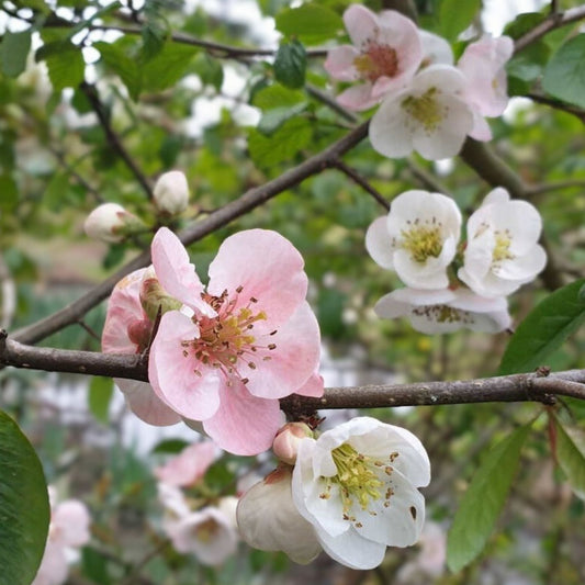Japanese Flowering Quince Live Plant Toyo Nishiki Bare Root Shrub Chaenomeles speciosa 8-12" Zones 5-9