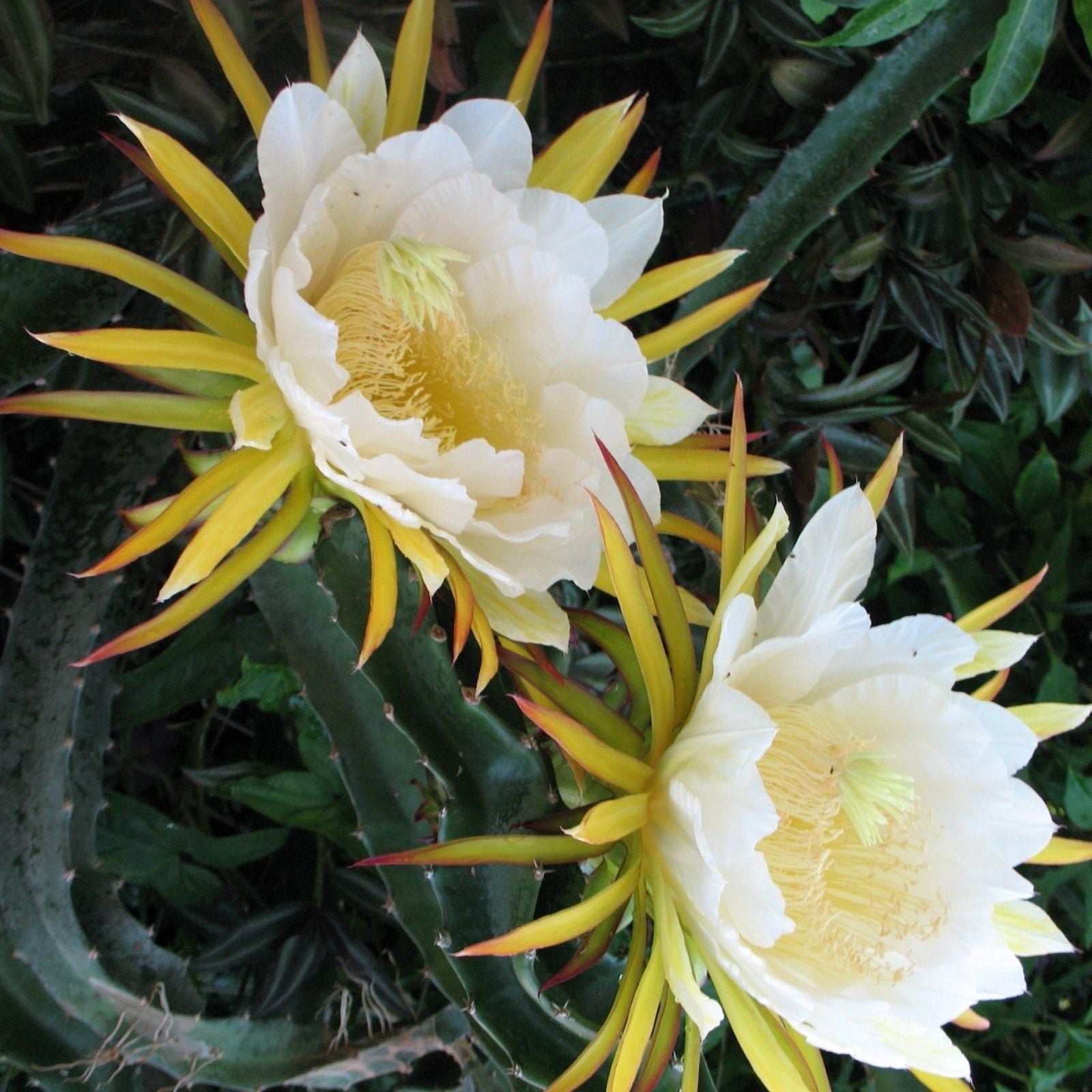 Epiphyllum Orchid Cactus Cuttings 2 Pieces White Yellow 5-8 Inches Succulent Propagation Epiphyllum spp.