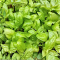 Basil Seeds 100 Count Large Leaf Ocimum basilicum Herb Starter Plants for Garden, Green Foliage, Annual, Full Sun