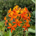 Epidendrum Orchid Cuttings Dark Yellow 2 Live Plants Houseplant Garden Decor Epidendrum spp