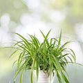 Reverse Variegated Spider Plant Cuttings 2PCS – Air Purifying Houseplant, Fast Growing Chlorophytum comosum, Live Plant Starter