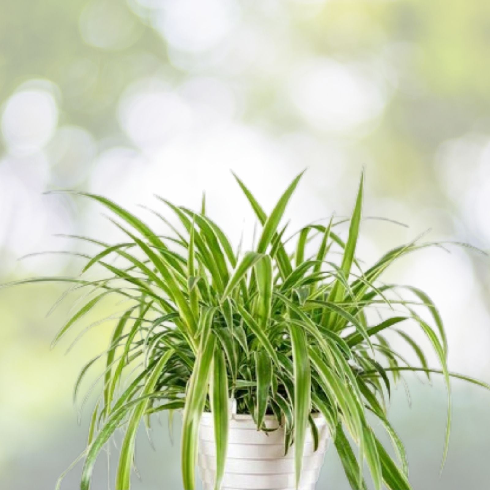 Reverse Variegated Spider Plant Cuttings 2PCS – Air Purifying Houseplant, Fast Growing Chlorophytum comosum, Live Plant Starter