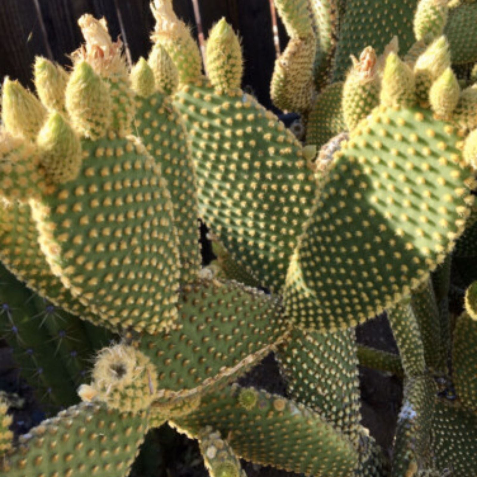 Bunny Ears Cactus Cuttings Pack of 5 | Opuntia microdasys Succulents for Indoor Garden | Fast Shipping