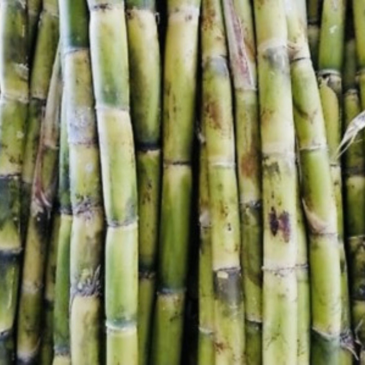 Fresh Cut Sugar Cane Sticks 10 lb Green Purple Non-GMO Saccharum officinarum Sweet Cane Plant