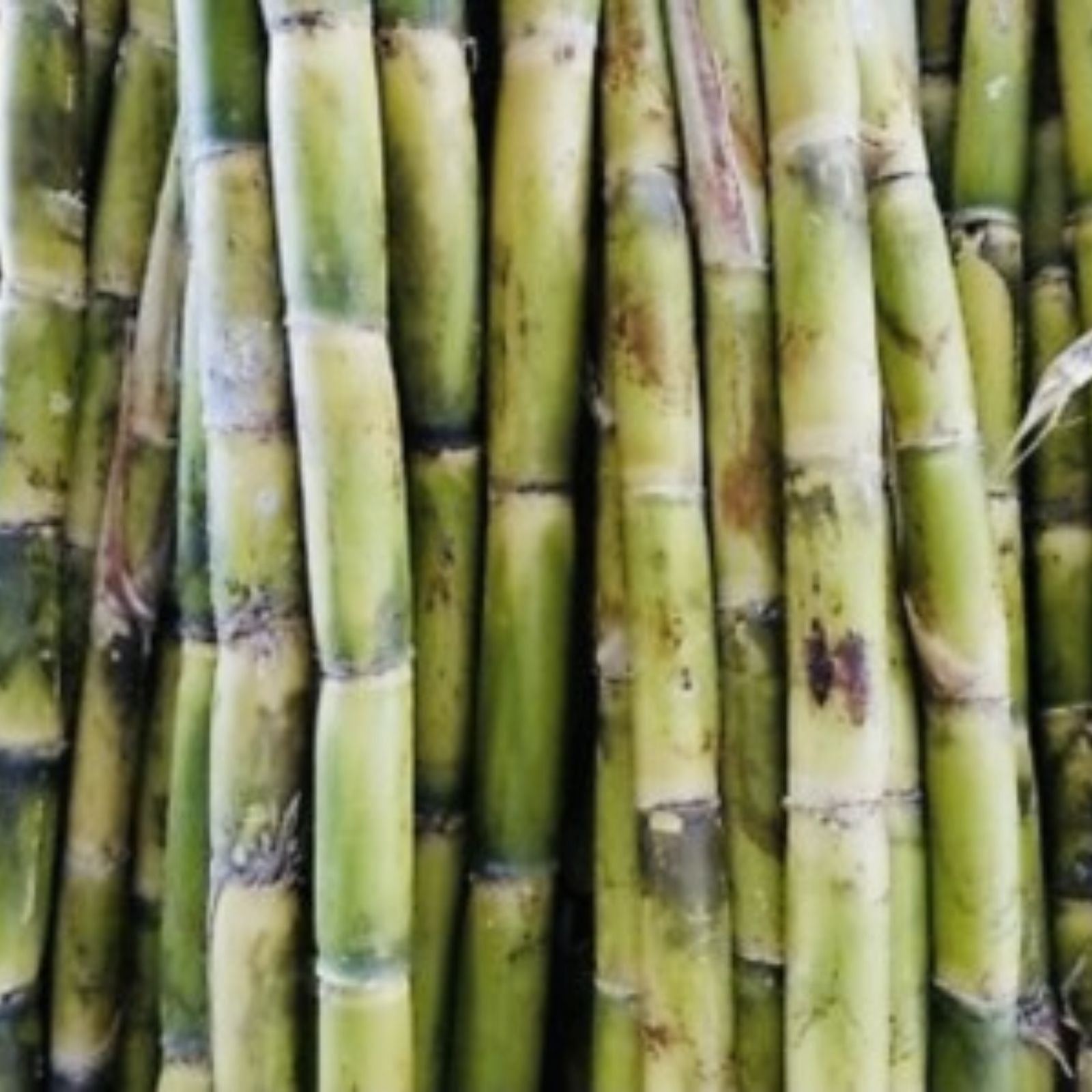 Fresh Cut Sugar Cane Sticks 10 lb Green Purple Non-GMO Saccharum officinarum Sweet Cane Plant