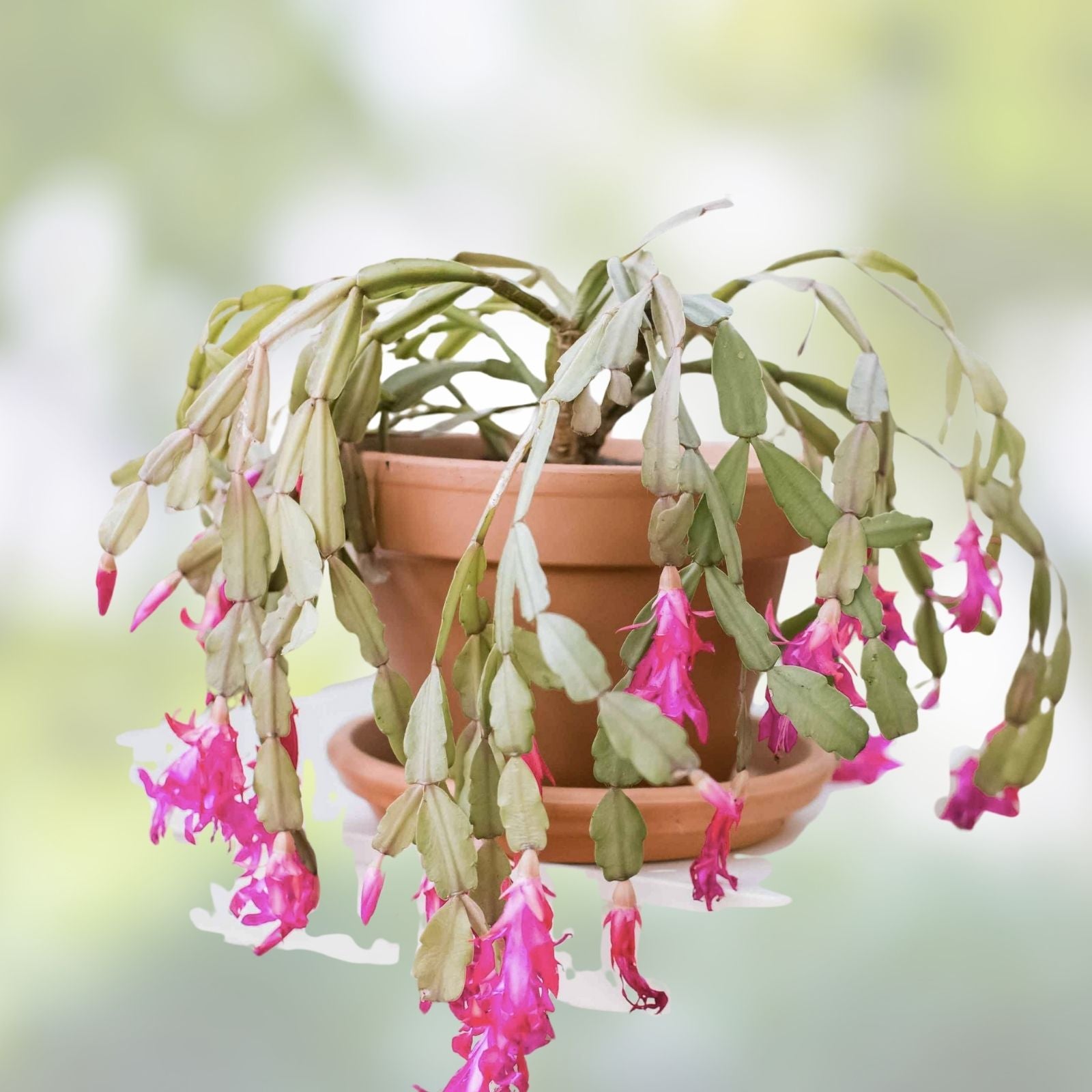 Christmas Cactus Cuttings 6 Fresh Segments Schlumbergera Buckleyi Holiday Indoor Succulent Plant