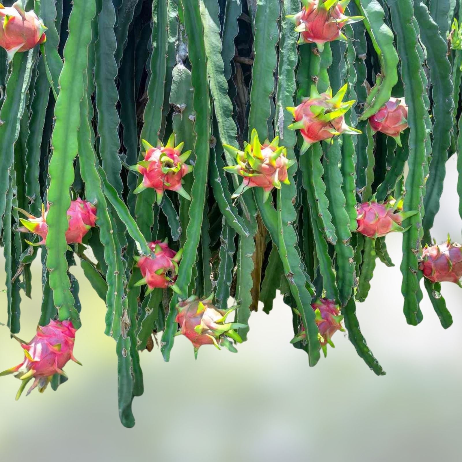 Dragon Fruit Cutting Hylocereus spp. Tropical Edible Cactus Plant Starter Live Houseplant Gardening