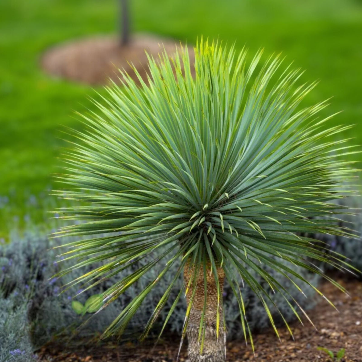 Blue Yucca Tree Seeds 10 Pack - Drought-Tolerant Ornamental Yucca rigida Seeds for Easy Growing