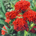 Burning Love Lychnis Perennial Seeds – 50 Organic Live Plant Seeds for Garden, USA Grown, Free Shipping
