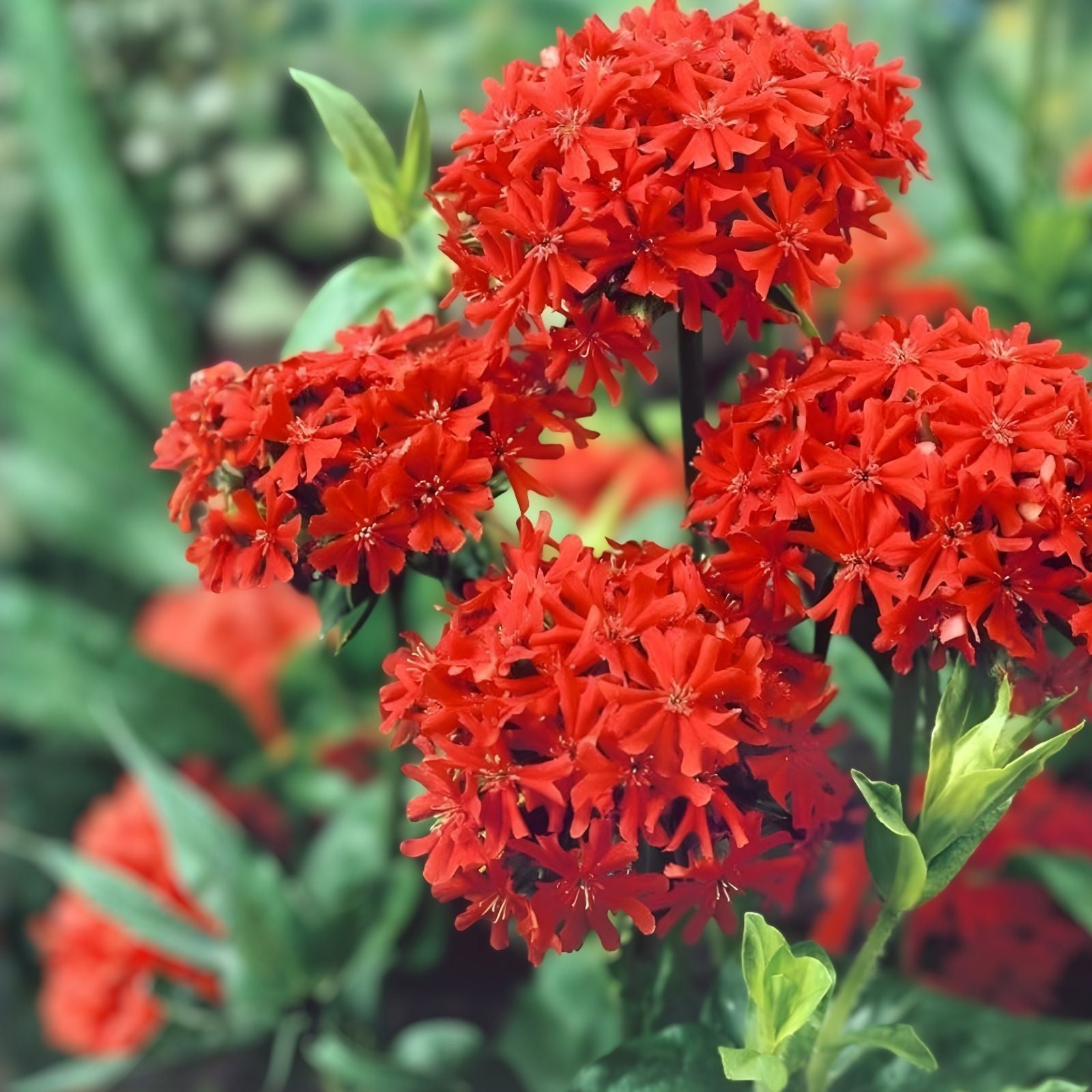 Burning Love Lychnis Perennial Seeds – 50 Organic Live Plant Seeds for Garden, USA Grown, Free Shipping