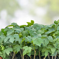 Chaya Cuttings - Organic Spinach Plant - Edible Leaf Vegetable Propagation - Fast Growing Cnidoscolus aconitifolius