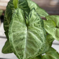 Syngonium Podophyllum White Butterfly Live Houseplant, Indoor Plant, Green and White Variegation, Starter Plant, Cutting