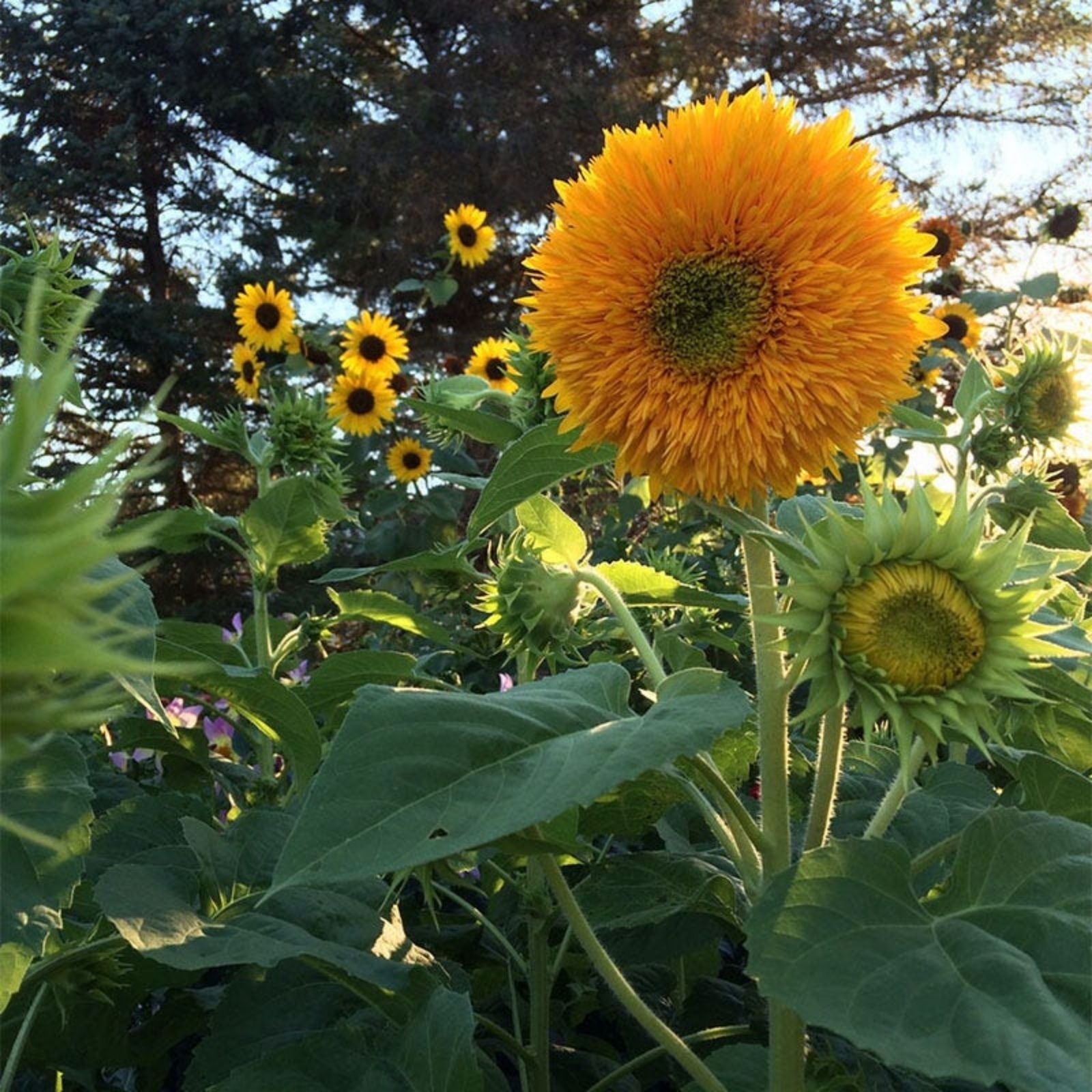 Organic Sunflower Seeds 50 Pack Helianthus annuus Non-GMO Garden Seeds Bare Root Starter Plant