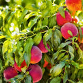 Fruit Tree Grafting Scion Wood for Apple, Plum, Peach, Fig, Cherry, Mulberry Live Plant Cuttings