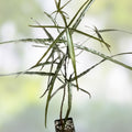 Brachychiton rupestris Bottle Tree Succulent 4-inch Pot Rare Australian Indoor Plant, Drought Tolerant, Unique Foliage