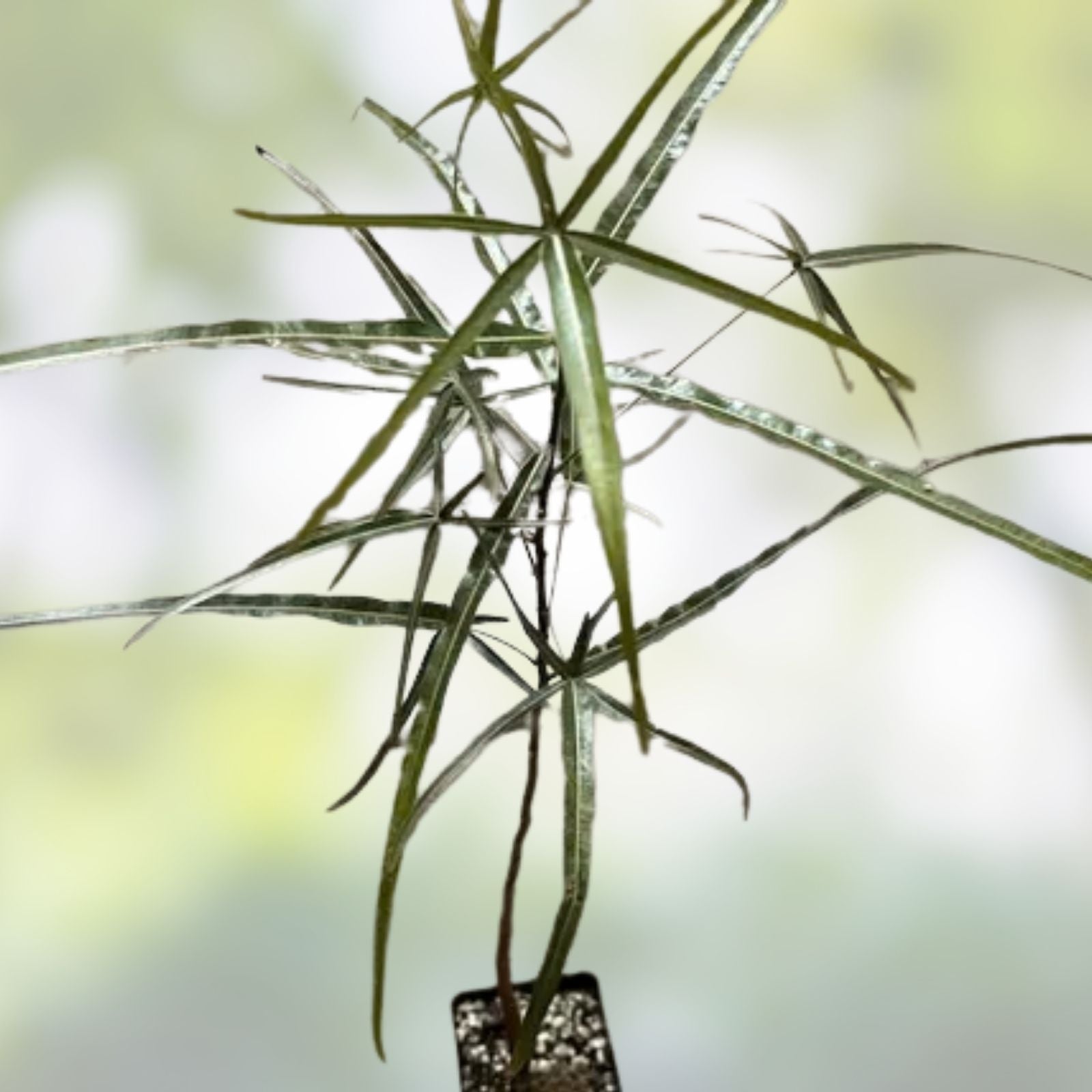 Brachychiton rupestris Bottle Tree Succulent 4-inch Pot Rare Australian Indoor Plant, Drought Tolerant, Unique Foliage