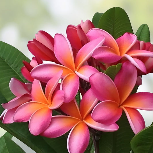 Hawaiian Plumeria Cutting Kaneohe Sunset Fragrant Tropical Plant Live Starter Houseplant