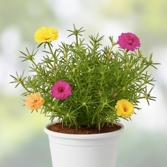 Moss Rose Cuttings Portulaca Grandiflora Succulent Ground Cover Amber Color 10 Unrooted Starter Plants
