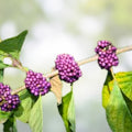 American Beauty Berry Bush Cuttings – Callicarpa americana – Live Plant Propagation Starter Plants
